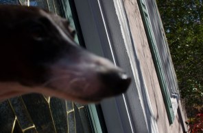 WalkMyWorld-My Canine Companion